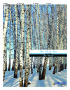 Birch Tree, The